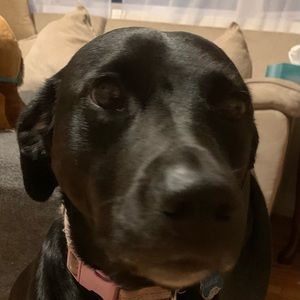 Meet your Posher, Maeve